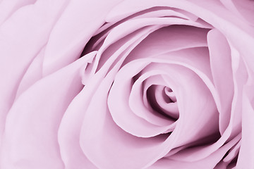 Image showing violet rose close up