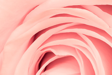 Image showing pink rose close up