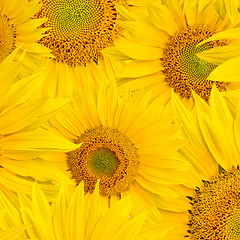 Image showing background made of beautiful sunflowers