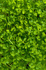 Image showing garden cress 