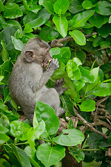 Image showing Monkey (Macaca fascicularis)