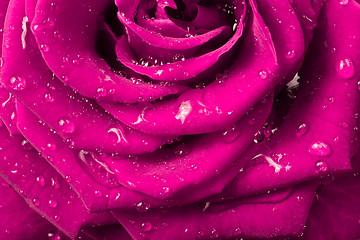 Image showing pink rose