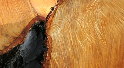 Image showing Birch wood 1
