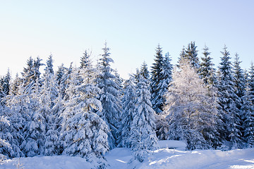 Image showing fresh snow in the mountains