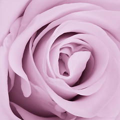 Image showing violet rose close up