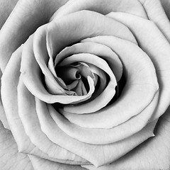 Image showing white rose