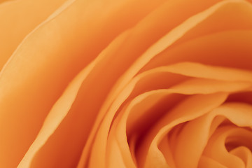 Image showing orange rose macro