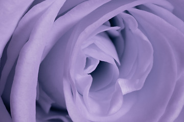 Image showing violet rose close up