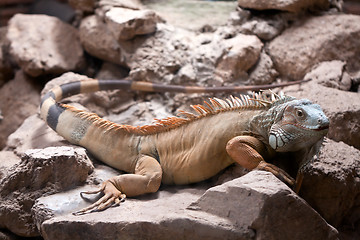 Image showing iguana sitting in a stone