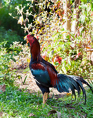 Image showing cock