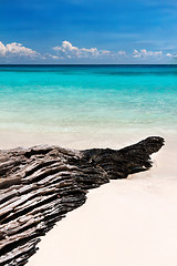 Image showing textured snag on the beach