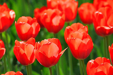 Image showing beautiful red tulips