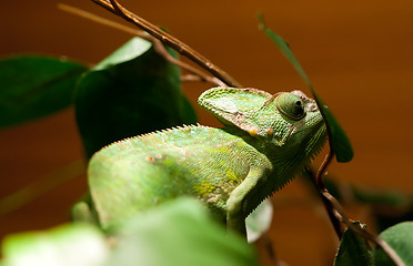 Image showing green lizard iguana on a tree branch