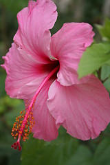 Image showing Hibiscus growing in Spain