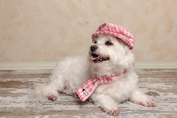 Image showing Cute dog lying on rustic timber floor