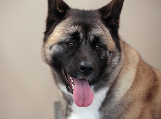 Image showing Japanese Akita