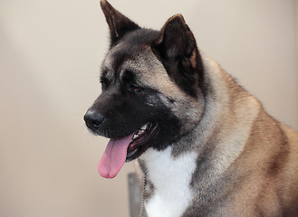 Image showing Portrait of alert Akita dog