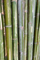 Image showing green bamboo stems are horizontal