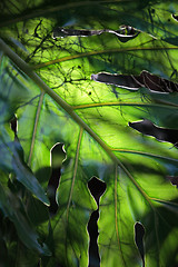 Image showing Monstera Deliciosa leaf backlit by sun