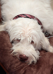 Image showing Italian spinone dog resting