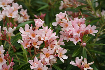 Image showing Lovely pink flowers
