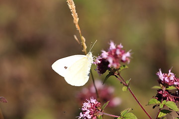 Image showing pieris rapae, pieride de la rave