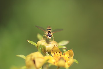 Image showing hoverfly Syrphe syrphidae