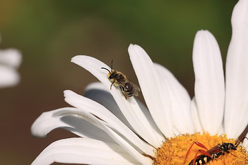 Image showing Bee, Apoidea, Abeille