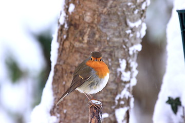 Image showing robin in the snow