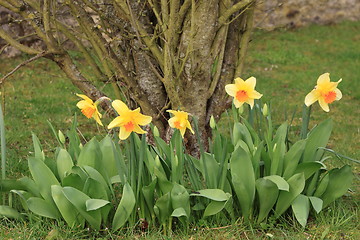 Image showing daffodil,  narcissus, jonquille, narcisse