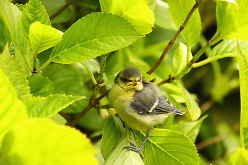 Image showing Baby blue tit, chick