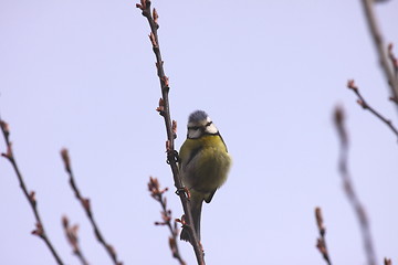 Image showing Blue tit