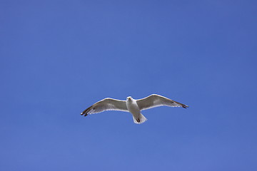 Image showing Gull, seagull