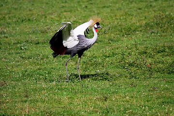 Image showing crowned crane