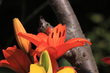 Image showing Flower Lilly