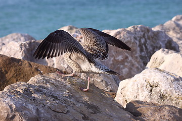 Image showing Young Gull, seagull