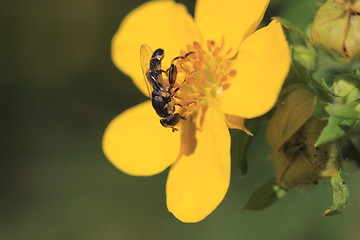 Image showing hoverfly Syrphe syrphidae