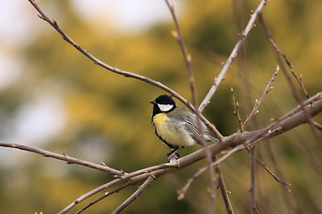 Image showing Black Tit