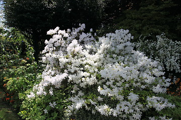 Image showing flower garden in spring