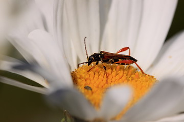 Image showing stenopterus rufus (linnaeus)