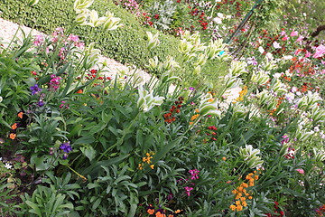 Image showing flower garden in spring