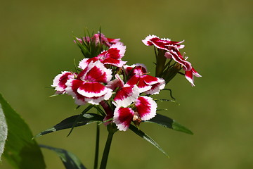 Image showing Sweet William