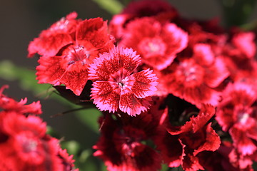 Image showing Sweet William