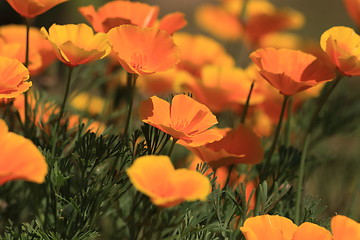 Image showing Eschscholtzia of California, california poppy