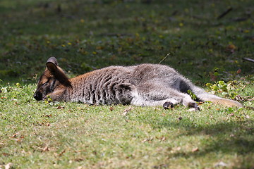 Image showing Bennett Wallaby, Kangaroo