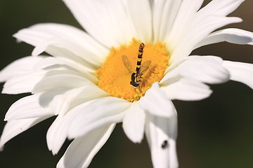 Image showing hoverfly Syrphe syrphidae