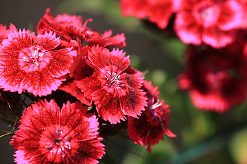 Image showing Sweet William