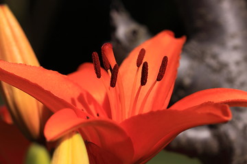 Image showing Flower Lilly