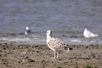 Image showing Young Gull, seagull