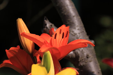 Image showing Flower Lilly
